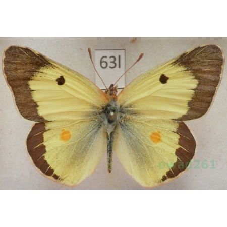 Colias erate (Esper, 1805) male Szlaczkoń erate Tadjikistan73l
